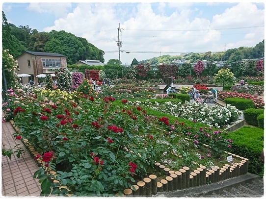 rosegarden10.jpg