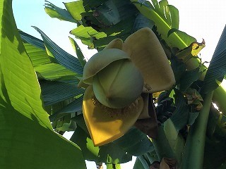 芭蕉の木　実