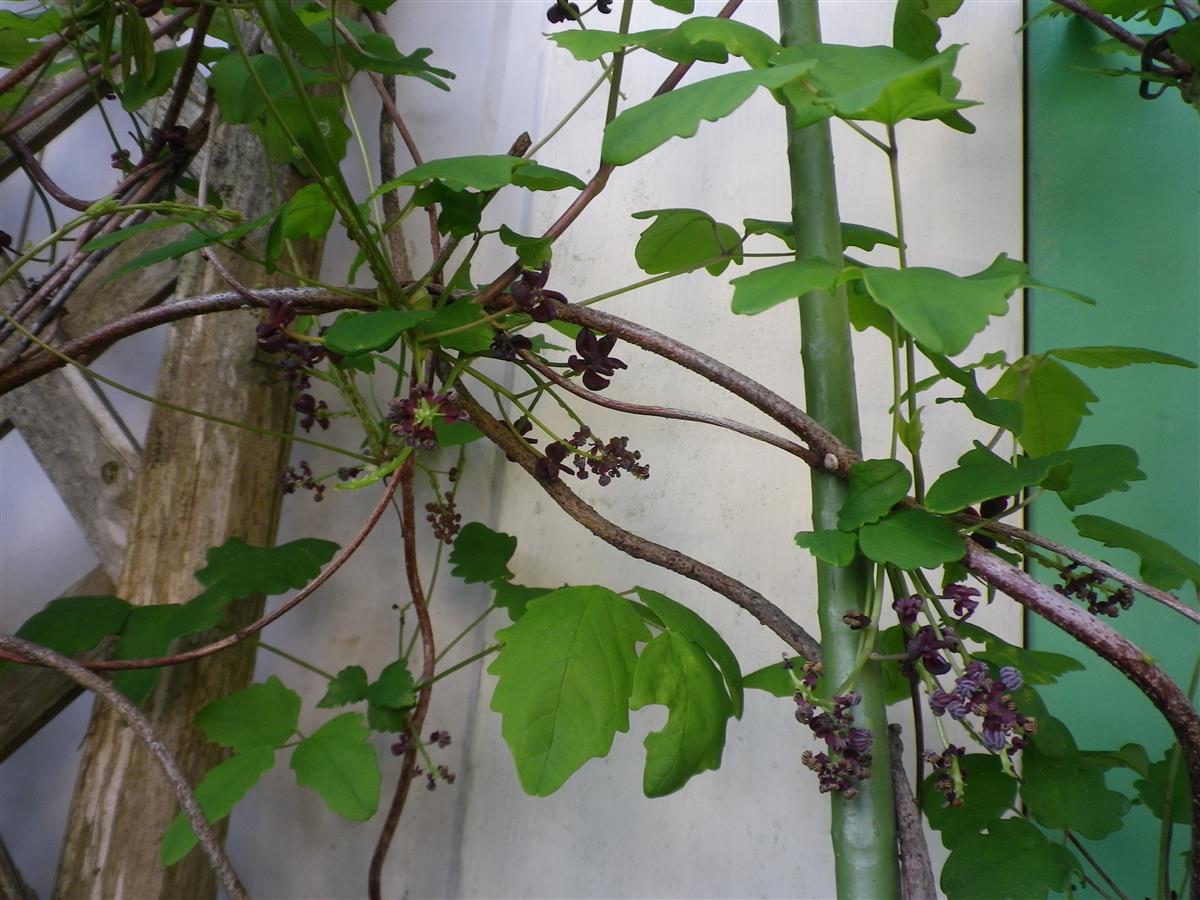 四季の花と野菜作り アケビ サルナシ