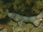 シロボシテンジクザメ