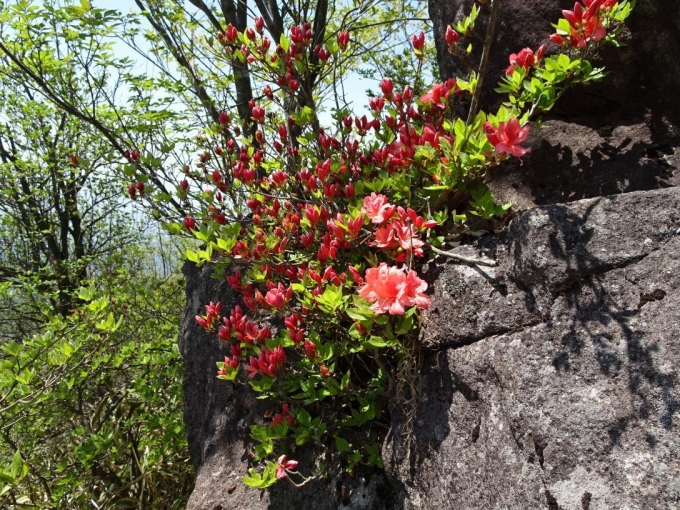 人面岩に咲くヤマツツジ