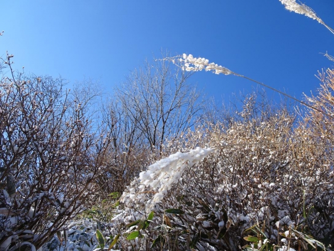 ススキに雪の花