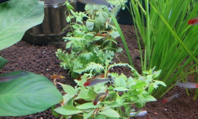 寄せ植え水草　3種植え　素焼き鉢