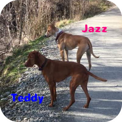 jazz and teddy