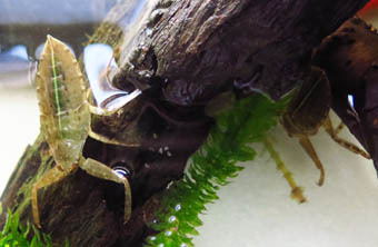 水槽のタガメ幼虫