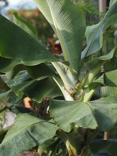 バナナの木1