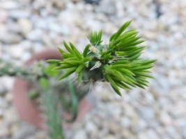 キリンドロオプンチア・スピノシオール(Cylindropuntia　spinosior)先端の新芽は花芽でしょう葉芽でしょうか。