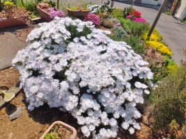 木立性松葉菊～◆ランプランタス・白花♪～木質化して満開花中♪輝く純白花～2017.05.19