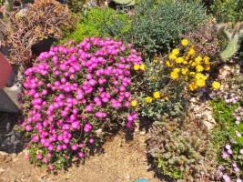 トリコディアデマ・稀宝（左：ピンク花）、デコルム（右：オレンジ花）地植えでどんな塊根になっているでしょう♪2017.05.19