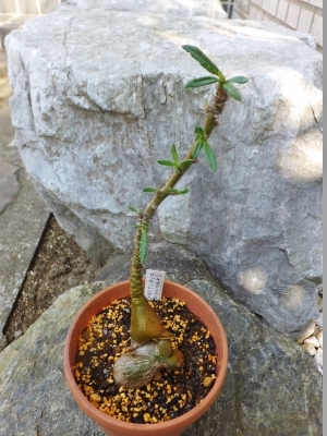 パキポディウム・サキュレンタム（Pachypodium succulentum）植え替えました♪2017.05.18