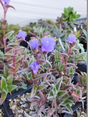 ■キアノティス(アラゲツユクサ属）　銀毛冠（ぎんもうかん）（Cyanotis somaliensis）  ブルー花開花♪2017.05.23