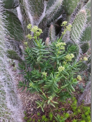 クラッスラ・テトラゴナ（Crassula tetragona）桃源郷（トウゲンキョウ）、竜陽（リュウヨウ）.花芽が初めてできました♪2017.0531