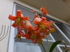 コチレドン 紅覆輪（ベニフクリン）Cotyledon macrantha var. virescens .の花ってこんな感じです♪2017.06.08
