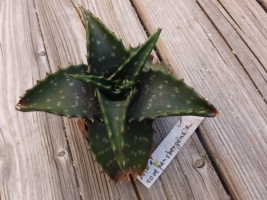 Aloe soutpansbergensisの名札ですが詳細不明です2017.06.17