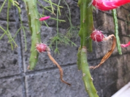 アポロカクタス・メラニー（赤花に実ができました♪中に種が・・・2017.06.23）