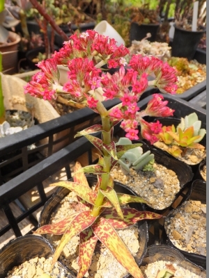 クラッスラ アルバ(Crassula alba var. parvisepala )赤花♪開花中2017.07.29