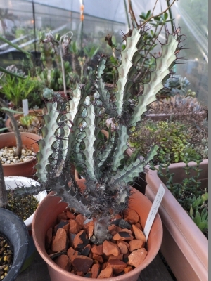 ユーフォルビア・グリーンウェイ(Euphorbia greenway var. greenway）2017.07.31