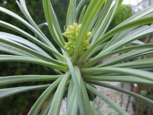 クレイニア・モンキーツリー（幅広黄緑タイプ）（Kleinia neriifolia (=Senecio kleinia) セネシオ・天竜～花芽が来ました♪2017.09.09