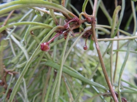 ホヤ・レツーサ(Hoya retsusa　dalzelly)～花芽が上がっていました＼(^o^)／♪2017.10.03