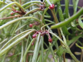 ホヤ・レツーサ(Hoya retsusa　dalzelly)～花芽が上がっていました＼(^o^)／♪2017.10.03