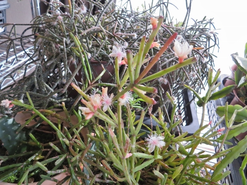 リプサリス エワルディアナは どうやらr ピロカルパ 霜の朝 より先に開花するようです 多肉うきうき Life